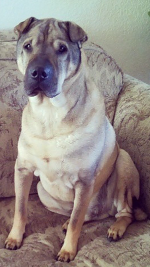 Bentley Memorial Fund